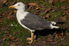 2cy intermedius in October, ringed in Norway. (97235 bytes)