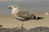 2cy intermedius in October, ringed in Norway. (97235 bytes)