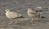 2cy intermedius in October, ringed in Norway. (97235 bytes)