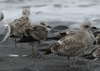 juvenile LBBG in October, ringed in Denmark.