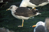 2cy intermedius in October, ringed in Norway. (97235 bytes)