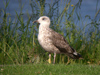 2cy intermedius in July, ringed in Norway. (114585 bytes)
