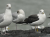 adult LBBG Dutch intergrade in September, ringed in the Netherlands. (85708 bytes)