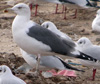 ad LBBG in winter, ringed in the Netherlands. (65647 bytes)