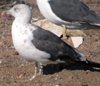 ad LBBG in winter, ringed in the Netherlands. (65647 bytes)
