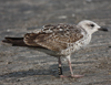 juvenile LBBG, ringed in the Netherlands.