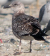 juvenile LBBG, ringed in the Netherlands. 