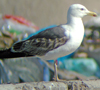 3cy graellsii LBBG in June, ringed in the Netherlands. (92536 bytes)