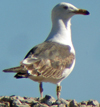 sub-adult LBBG in August, ringed in Belgium. (82012 bytes)