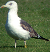 sub-adult LBBG in August, ringed in Belgium. (82012 bytes)