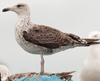2cy LBBG, ringed in the Netherlands. (70964 bytes)