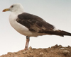 juvenile LBBG in September, ringed in Norway. (73485 bytes)