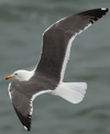 adult LBBG in June, ringed in the Netherlands. (57378 bytes)