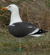 adult LBBG in June, ringed in the Netherlands. (57378 bytes)