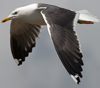 adult LBBG in June, ringed in the Netherlands. (57378 bytes)