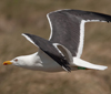 adult LBBG in June, ringed in the Netherlands. (57378 bytes)