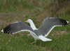 adult LBBG in June, ringed in the Netherlands. (57378 bytes)