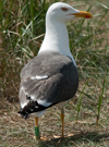 adult LBBG in June, ringed in the Netherlands. (57378 bytes)