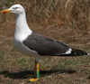adult LBBG in June, ringed in the Netherlands. (57378 bytes)