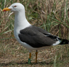 adult LBBG in June, ringed in the Netherlands. (57378 bytes)