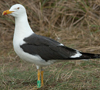 adult LBBG in June, ringed in the Netherlands. (57378 bytes)