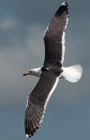 adult LBBG in June, ringed in the Netherlands. (57378 bytes)