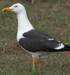 adult LBBG in June, ringed in the Netherlands. (57378 bytes)