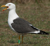 adult LBBG in June, ringed in the Netherlands. (57378 bytes)