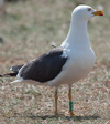 adult LBBG in June, ringed in the Netherlands. (57378 bytes)