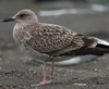 juvenile LBBG in September, ringed in Denmark. (103609 bytes)