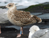 juvenile LBBG in September, ringed in Norway. (110895 bytes)