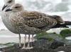 juvenile LBBG in September, ringed in Denmark. (103609 bytes)