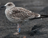 juvenile LBBG in September, ringed in Belgium.