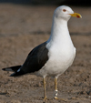 ad LBBG in Januari-April, ringed in the Netherlands. (83878 bytes)