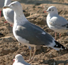 ad LBBG in winter, ringed in the Netherlands. (65647 bytes)