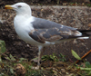 3cy LBBG graellsii in July, ringed in the Netherlands. (142178 bytes)