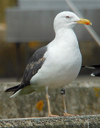 8242.jpg (73514 bytes)