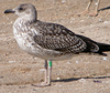 juvenile LBBG, ringed in the Netherlands.