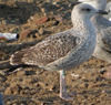 juvenile LBBG, ringed in the Netherlands. 
