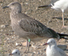 juvenile LBBG, ringed in the Netherlands.