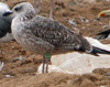 juvenile LBBG, ringed in the Netherlands.