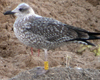 juvenile LBBG, ringed in the Netherlands.