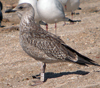 juvenile LBBG, ringed in the Netherlands.