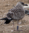 juvenile LBBG, ringed in the Netherlands.