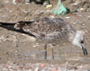 LBBG intermedius in August, ringed in Norway. (71012 bytes)
