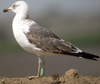 1cy LBBG in winter, ringed in the Netherlands. (78594 bytes)