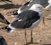 ad LBBG in Januari-April, ringed in the Netherlands. (60208 bytes)