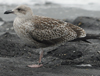 3cy graellsii in September, ringed in the Netherlands. (82981 bytes)