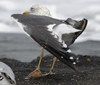 ad LBBG in October, ringed in Belgium. (77114 bytes)