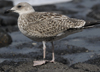 juvenile LBBG in September, ringed in Belgium. (88248 bytes)